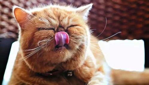 娱乐吃瓜酱猫打翻电视