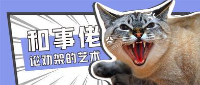 娱乐吃瓜酱猫打翻电视